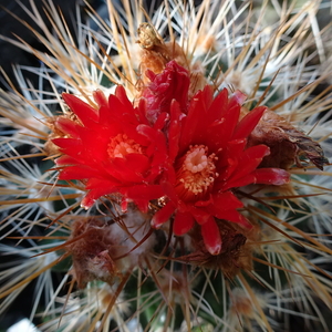 DSC09255Parodia sp.