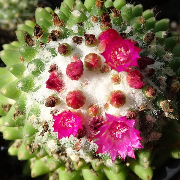 DSC09257Mammillaria polythele cv. Toluca