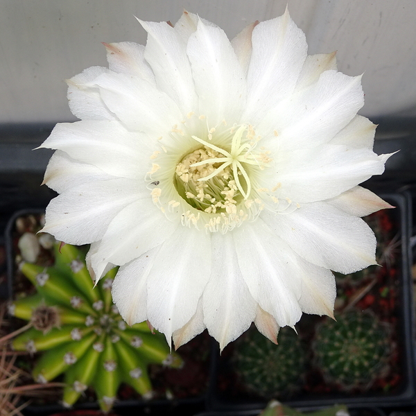 DSC09272Echinopsis eyriesii v. grandiflora