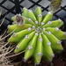 DSC09273Echinopsis eyriesii v. grandiflora