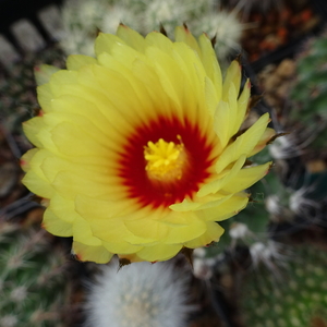 DSC09283Astrophytum capricorne