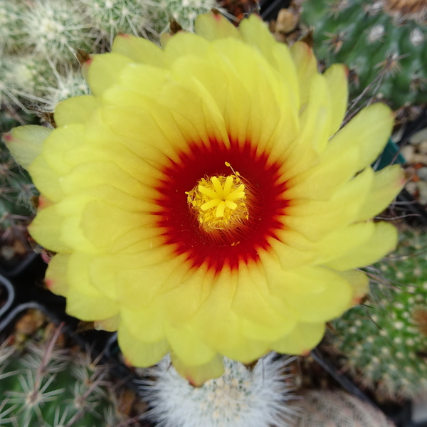 DSC09284Astrophytum capricorne