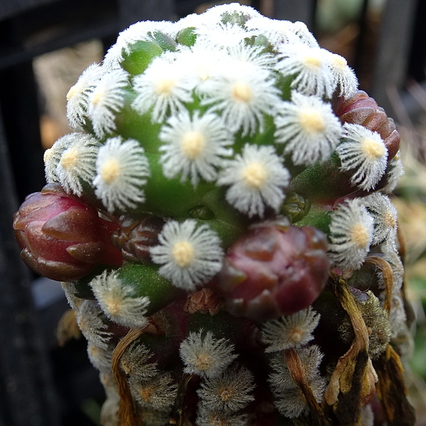 DSC09305Mammillaria theresae