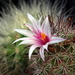 DSC09306Mammillaria fraileana