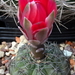 DSC09307Gymnocalycium baldianum