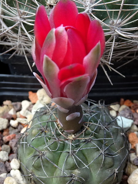 DSC09307Gymnocalycium baldianum