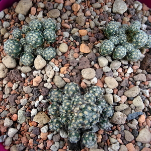 DSC09308Mammillaria saboae