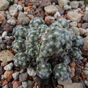 DSC09310Mammillaria saboae ssp. haudeana