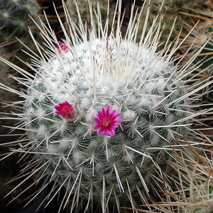 DSC09312Mammillaria geminispina