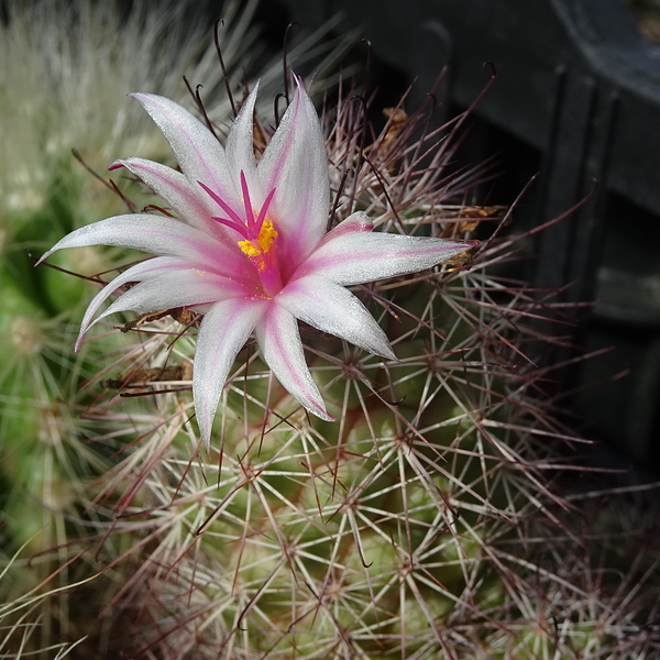 DSC09313Mammillaria fraileana