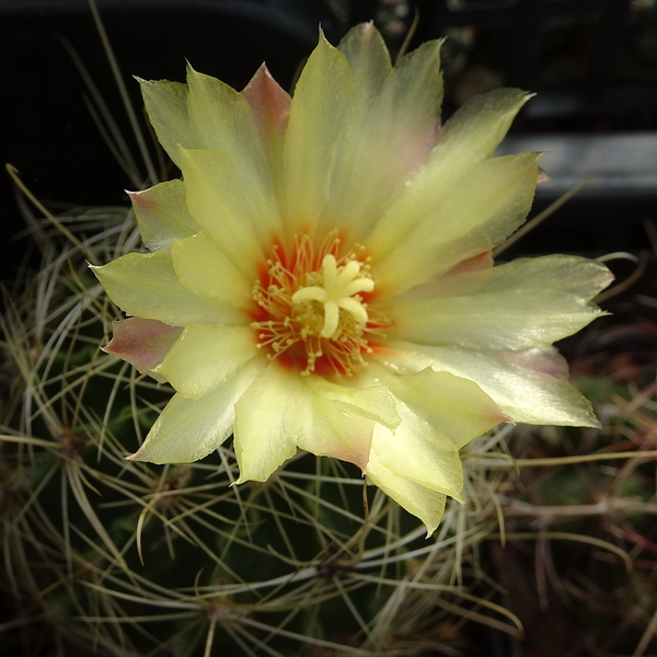 DSC09315Hamatocactus setispinus var. setaceus