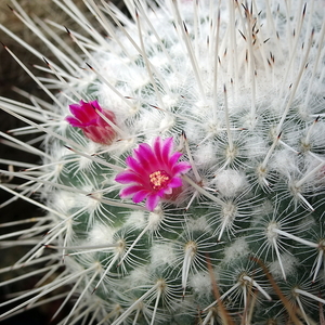 DSC09314Mammillaria geminispina