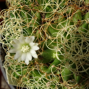 DSC09319Mammillaria decipiens ssp. camptotricha cv. Marnier-lapos