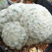 DSC09323Mammillaria plumosa