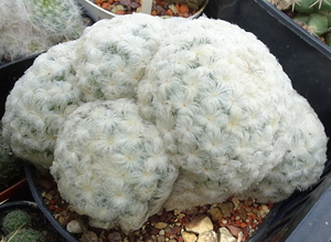 DSC09323Mammillaria plumosa