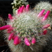 DSC09326Mammillaria bocasana ssp. roseiflora