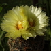 DSC09362Coryphantha echinus Val Verde