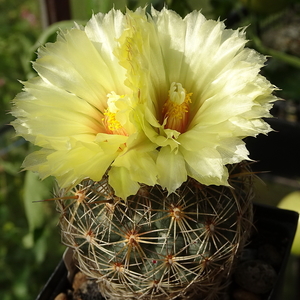 DSC09363Coryphantha echinus Val Verde