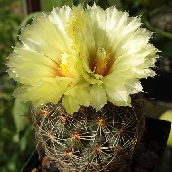 DSC09363Coryphantha echinus Val Verde