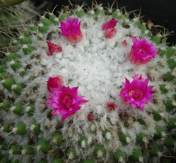 DSC09371Mammillaria polythele v. nuda