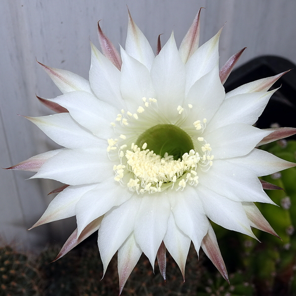 DSC09372Echinopsis eyriesii