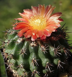 DSC09379Parodia ladae  WR 634