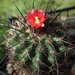 DSC09384Parodia culpinensis