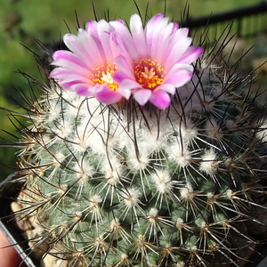 DSC09385Turbinicarpus roseiflorus