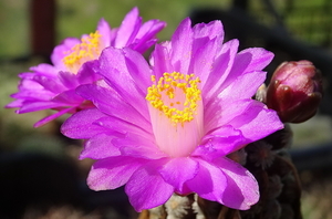 DSC09391Mammillaria theresae