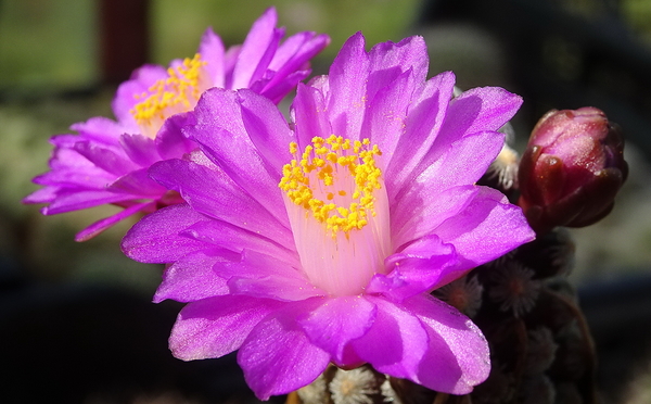 DSC09392Mammillaria theresae