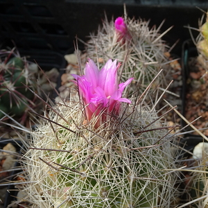 DSC09393Coryphantha ramillosa