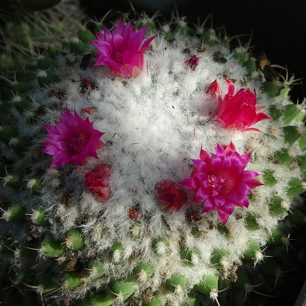 DSC09394Mammillaria polythele v. nuda