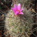 DSC09399Coryphantha ramillosa