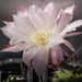 DSC09412Echinopsis multiplex