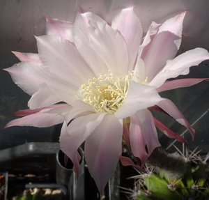 DSC09412Echinopsis multiplex