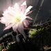 DSC09413Echinopsis multiplex