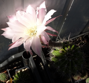 DSC09413Echinopsis multiplex