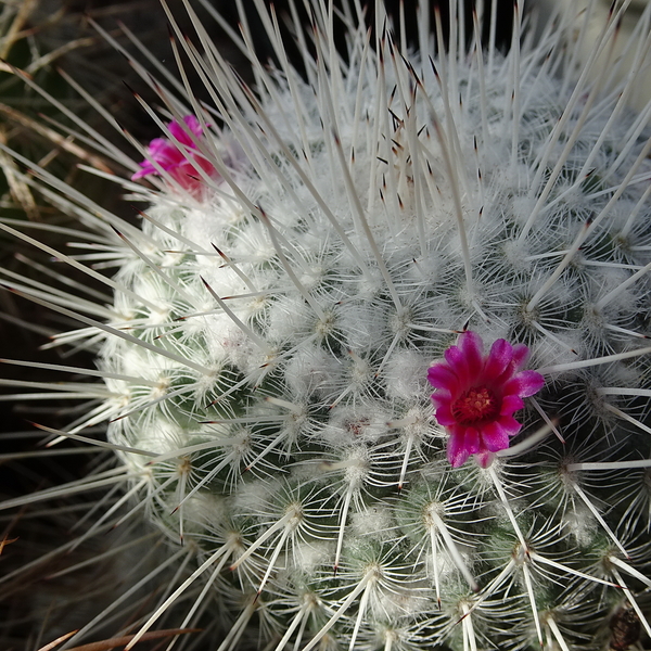 DSC09425Mammillaria geminispina