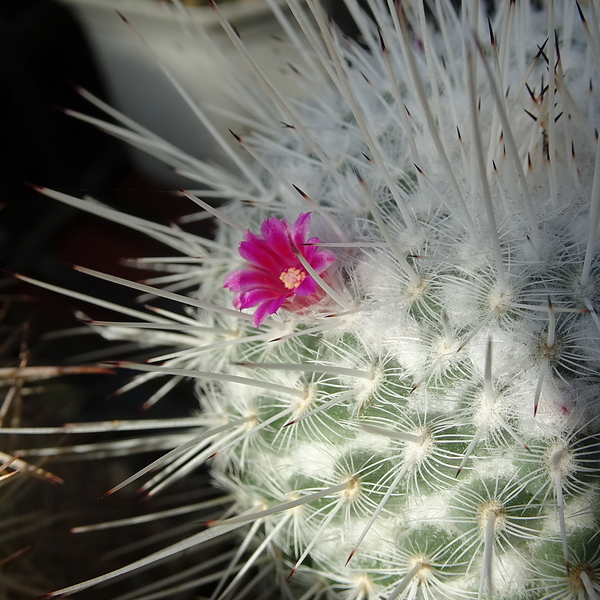 DSC09426Mammillaria geminispina