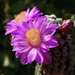 DSC09428Mammillaria theresae