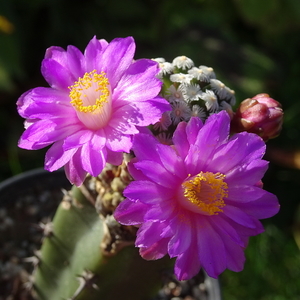 DSC09427Mammillaria theresae