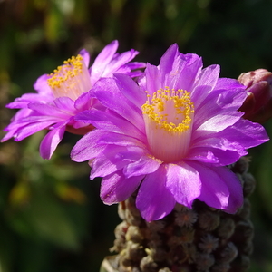 DSC09429Mammillaria theresae