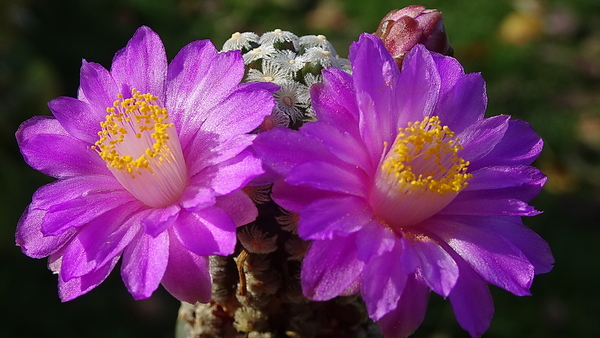 DSC09432Mammillaria theresae