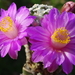 DSC09430Mammillaria theresae