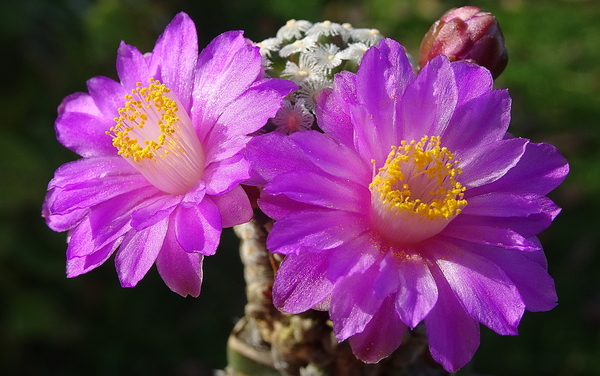 DSC09430Mammillaria theresae