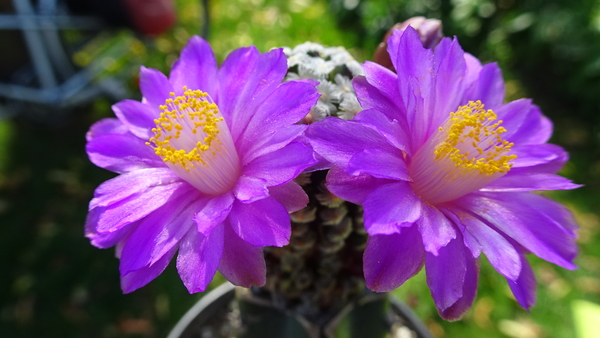 DSC09435Mammillaria theresae