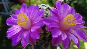 DSC09436Mammillaria theresae