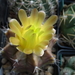 DSC09438Gymnocalycium mihanovichii STO 1212