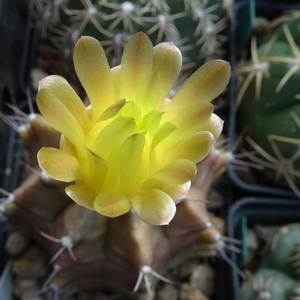 DSC09438Gymnocalycium mihanovichii STO 1212