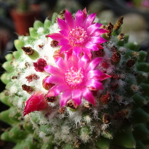 DSC09439Mammillaria polythele cv. Toluca